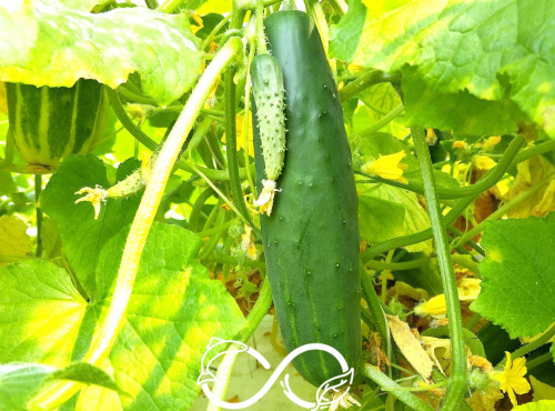 Nature et Saveurs - Ferme Aquaponique et Permacole Astérienne - Concombre long Vert Maraicher