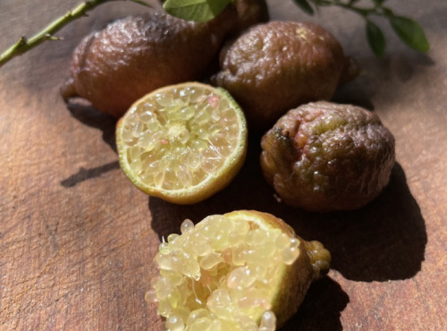 Maison Gannac - Citron Caviar Microcitrus australasica - 100gr