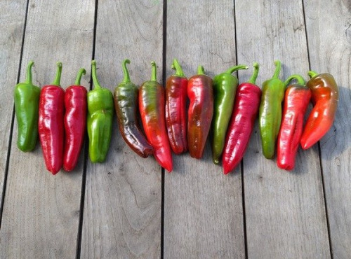 HERBA HUMANA - Piment frais Padrón 400g