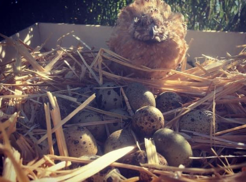 Des Poules et des Vignes à Bourgueil - 15 Oeufs de cailles