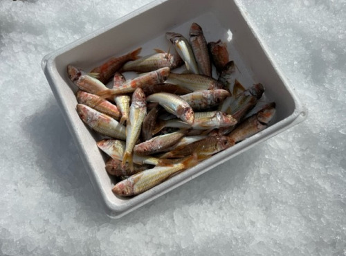 Pêcheur Toni Micheau - Caissette de petit Rouget Barbet 1kg