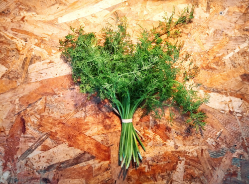 Nature et Saveurs - Ferme Aquaponique et Permacole Astérienne - Aneth Officinale