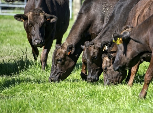 Domaine Sébastien Moreau - L'Entrecôte de Campiache - Race Wagyu Hauts-de-France