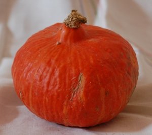 Les Jardins de Mondpa - courge potimarron