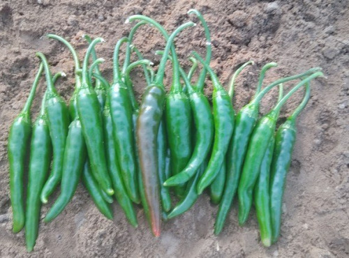 HERBA HUMANA - Piment Jwala - 172g