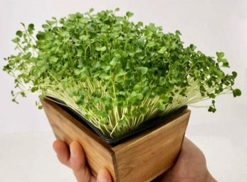 Horssol - Ferme urbaine - Micro-pousse de Mizuna verte x4 barquettes