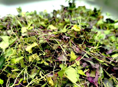 Nature et Saveurs - Ferme Aquaponique et Permacole Astérienne - Micropousses séchées – condiment végétal concentré