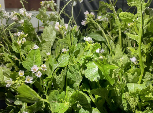 Naturélium - Roquette Wasabi sauvage