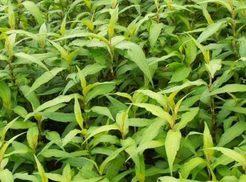 Nature et Saveurs - Ferme Aquaponique et Permacole Astérienne - Coriandre vietnamienne fraîche – L’exotique au parfum citronné