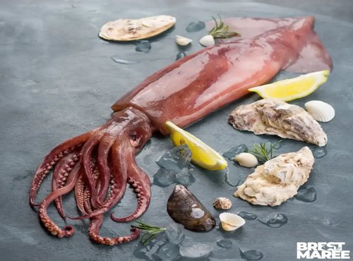 Brest Marée - Encornet