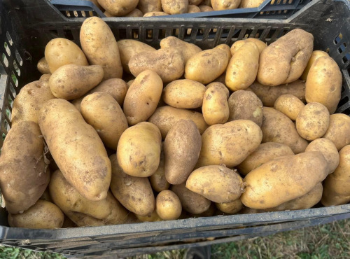 L’Echo Paysan - Pomme de terre Variété Babylon bio x10kg