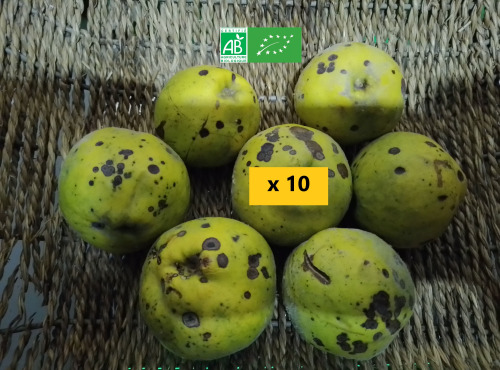 LES JARDINS DE KARINE - Coing à transformer - 10kg