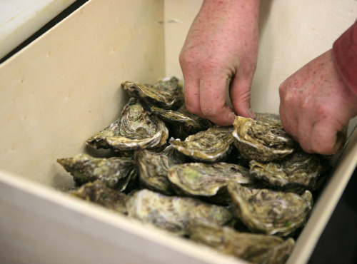 Les Huîtres du Père Gus - SPECIAL PÂQUES  - BOURRICHE DÉGUSTATION 2 CRUS DE NORMANDIE