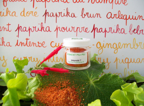 HERBA HUMANA - Piment Pili-pili Bio Cultivé en France 3 g