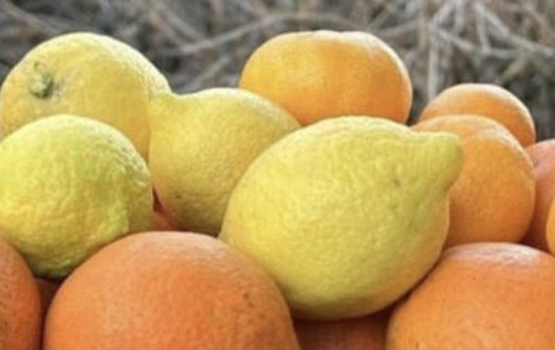 L'OLIVERAIE DU COUDON - PANIER AGRUMES FRAÎCHEUR – 8 KG DE SOLEIL