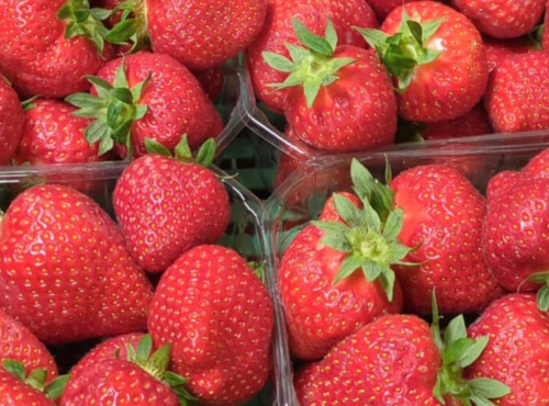 Ferme Joos - Fraises confiture 5kg
