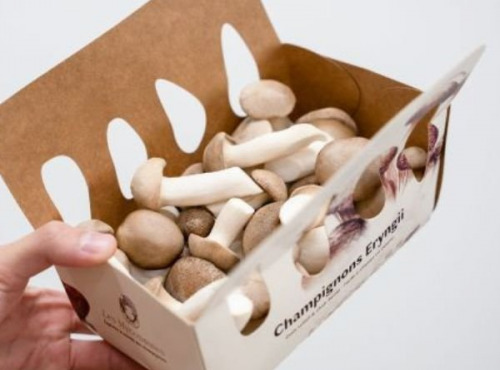 Les Myconautes - Pleurotes panicaut Bio - Barquette 250g