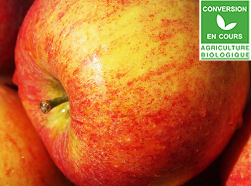 Mon Petit Producteur - Pomme Pilot En Conversion Bio