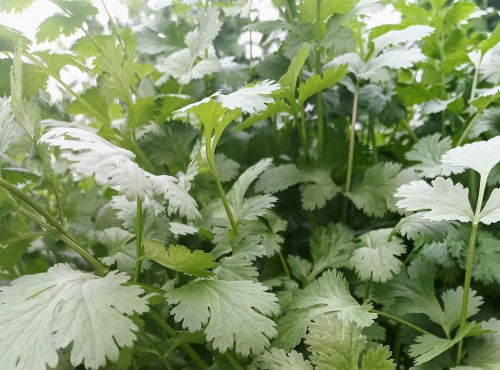 Nature et Saveurs - Ferme Aquaponique et Permacole Astérienne - Coriandre en Bouquet – L’aromatique des chefs