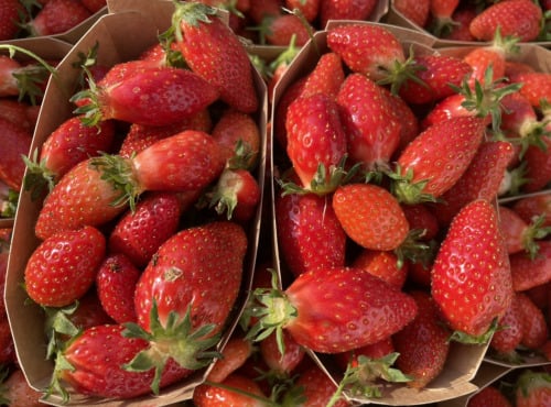 Le Potager de Sainte-Hélène - Barquette de fraise Mara des bois