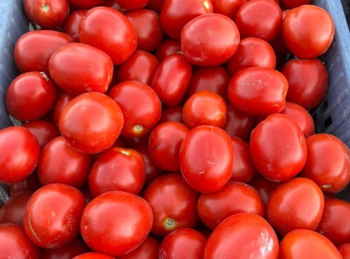 Domaine Reverchon - Tomates roma (idéal coulis, conserve, sauce maison…)