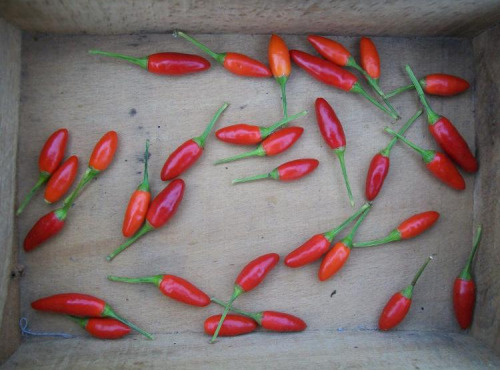 HERBA HUMANA - Piment frais Etna