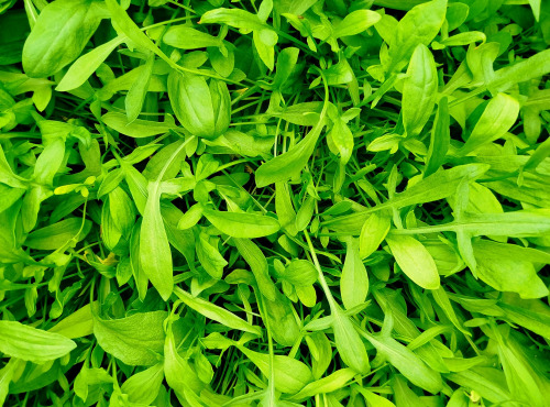 Nature et Saveurs - Ferme Aquaponique et Permacole Astérienne - Oseille Petit Feu (Feuilles Fraiches)