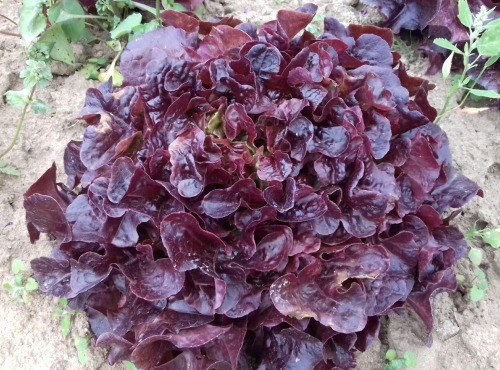 Multiproductions - Cédric Joliveau - Salade Feuille de Chêne Rouge