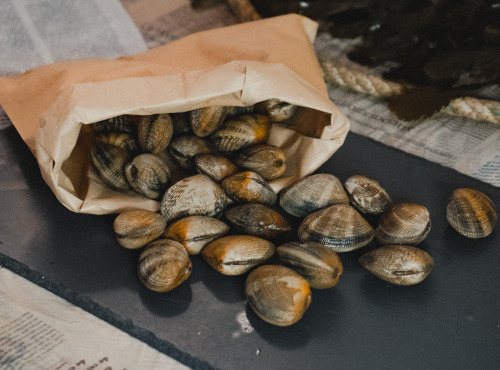 Thalassa Tradition - Palourdes Vivantes Grosses - 1kg