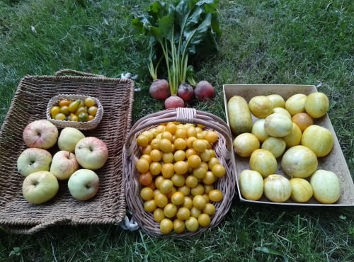 LES JARDINS DE KARINE - PANIER modulable Fruits et Légumes bio JAUNE ORANGE