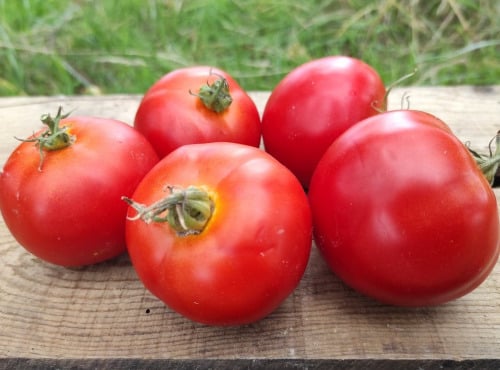 Les Champs Paradis - tomate ronde 10kg