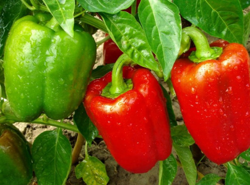 La Ferme de Goas Per - Poivron rouge bio - 1 pièce