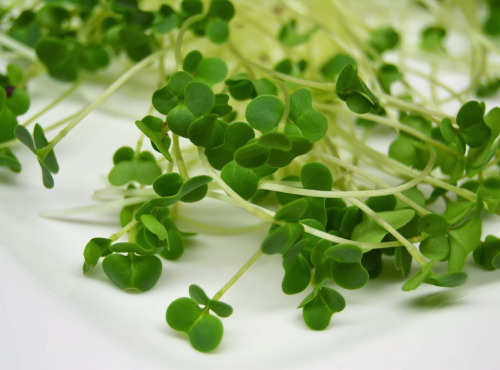 Les Jardins de Champlecy - Micro-pousses De Brocoli - 50g