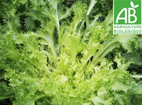 Mon Petit Producteur - Salade Chicoree Frisée Matari