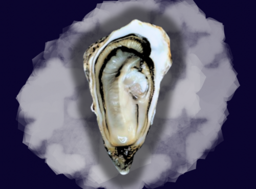 Le Termer - Huitres de Normandie IGP Saveurs de Normandie N°1 -36 PIÈCES