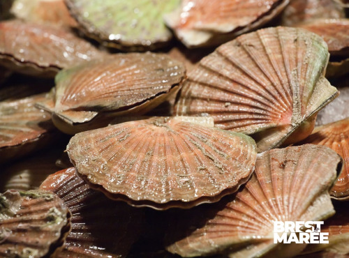 Brest Marée - Coquilles St Jacques entières de la Baie de Saint-Brieuc - 3kg
