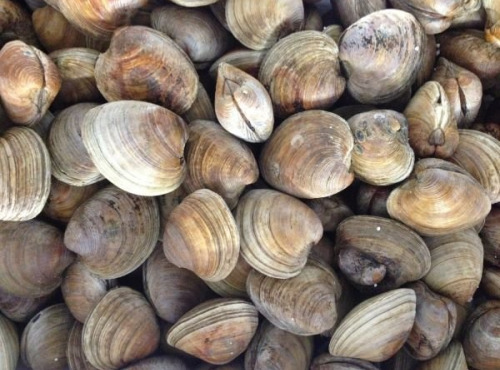 Saint Kerber - Cancale - Clams très petit 1kg barquette