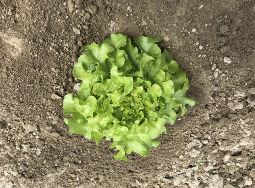La Boite à Herbes - Jeune Feuille De Chêne Bio