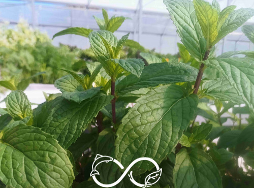 Nature et Saveurs - Ferme Aquaponique et Permacole Astérienne - Menthe marocaine Nahna — fraîcheur du thé à la menthe