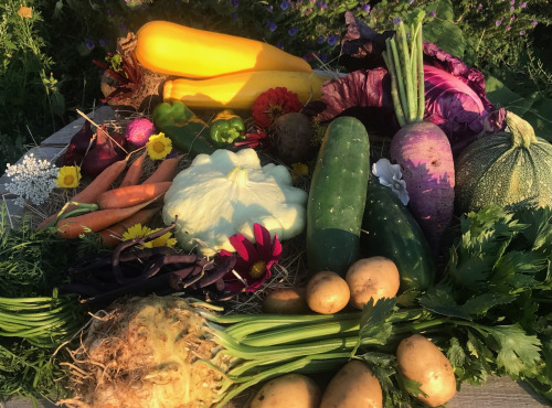 Ferme Sinsac - Panier de legumes variés Bio