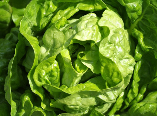 Maréchal Fraicheur - Salade feuille de chêne blonde