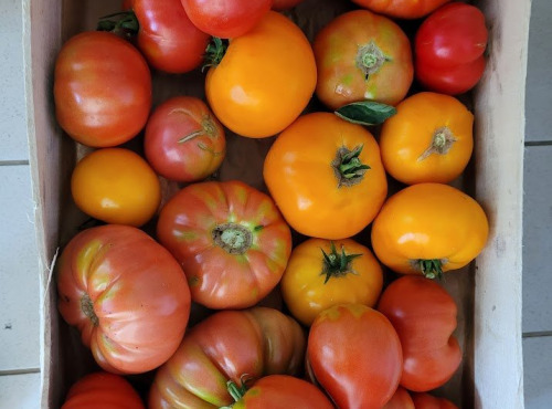 La Coussoyote - mélange de tomates ancienne sans traitement ( promo de rentrée !!)