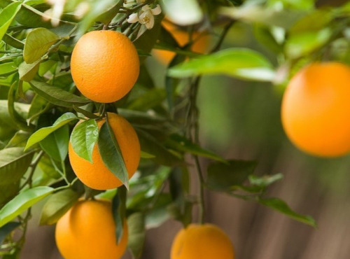 Les Hespérides - Coopérative de la Riviera Française - Orange petit calibre 5kg