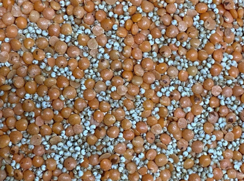 BERRY GRAINES - Mélange quinoa/lentilles corail BIO origine France - sac 5kg x1