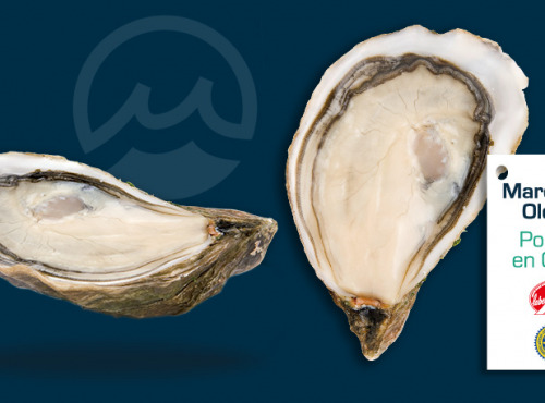 Les Huîtres Courdavault Alain & Fils - Huîtres Pousses En Claires Calibre 3 - 36 pièces