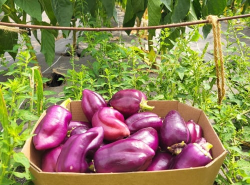 ChâteauFer - Poivron - Paprika Violet 200g
