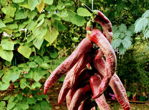 Nature et Saveurs - Ferme Aquaponique et Permacole Astérienne - Piment Doux Frais Rhez Macedonian
