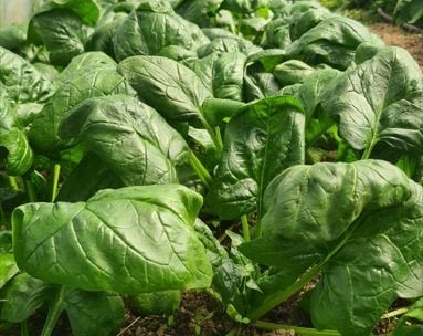 La Ferme de Goas Per - Epinard bio - 1kg