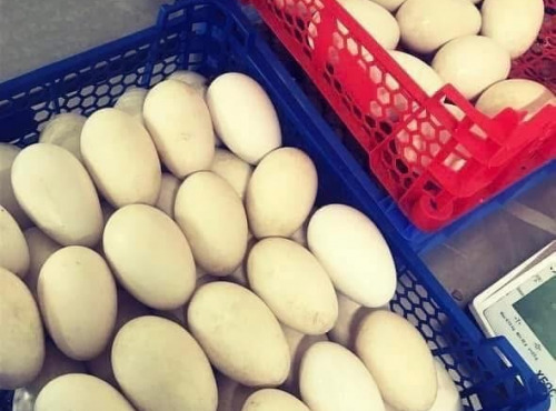 Des Poules et des Vignes à Bourgueil - 20 Œufs d’oie