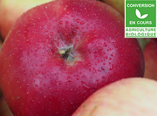 Mon Petit Producteur - Pomme Melrose Bio